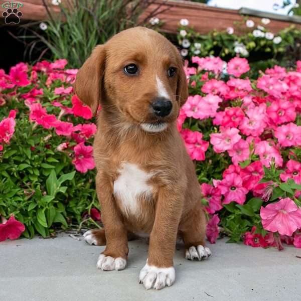 Gia, Labradoodle Puppy